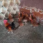 دجاج تركي احمر