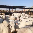 عجول برازيلية طييبة