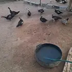 بط مصري للبيع