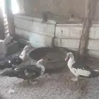 2زكور بط