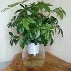 نبتات داخلية زينة طبعيه