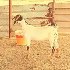 اجمل هجين بيشي العمر 7شهور
