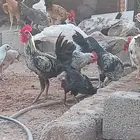 دجاج فيومي تركي رومي بشاير فوق الخمسين حبه