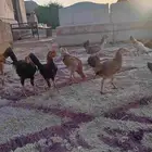 فروخ دجاج بلدي