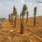 نقوم بتوريدالنخيل عربي واشنطن وتركيب الشبوك