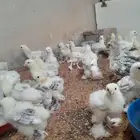 صيصان براهما سلاله صافيه