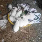 حيوانات ارانب وديك