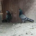 حمام باكستاني