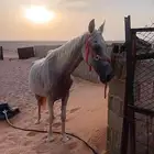 فرس عربيه لقحه للبيع