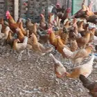 دجاج فيومي اصفر وبلدي عربي