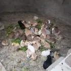 القريات