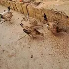 دجاج عمر شهرين ونص