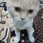 قط للتبني مع أغراضه