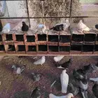 حمام مالطي مصري
