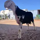 فحل نجدي صنف فاخر