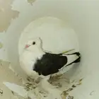 النوع  عبسي مشرب شوبعه