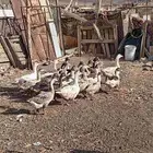 وز بلدي