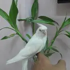 كروان البينو اليف هدد