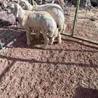 طليان حبص