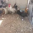 دجاج بياض