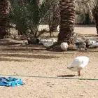 وز بلدي طيب سليم من الأمراض والعيوب العدد 8 والتاسع وز عراقي