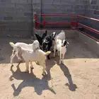 بسم الله ماشاء الله تبارك الله تيوس طيبه عدد سته