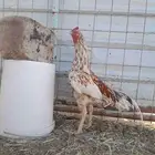 جوز سندي