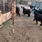 ماعز عوارض اصلية للبيع العدد 8