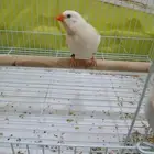 فينش ذو الذيل الطويل ربوة