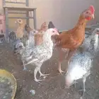 دجاج 11 حبه العمر 3 شهور