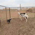 رباع تحتها خروف