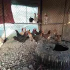 البيع دجاج بلدي