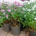 تنسيق حدائق