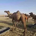 مراح سواحل للبيع حمر ومشكله