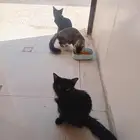 5 قطط  عمر 3 شهور هجين شيراز