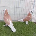 طبه تركي طواقي اصفر