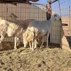 غنم حرش حريات للبيع