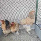 دجاج براهما مستوى وحجم جامبو