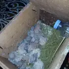 فروخ روز ماربل وفايلوت وتركواز صحه ونظافه 100