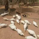 بط بكيني العمر 17 شهر التواصل عن طريق الجوال