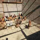 دجاج بياض العدد60 حبه