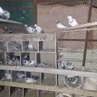 حمام باكستاني