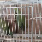 دره هندي عدد 8 غير معروف العمر او الجنس