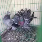 حمام
