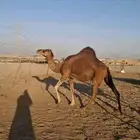 سواحل حمر دم رقم واحد