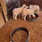 طليان لبيع