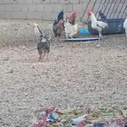 دجاج