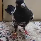 حمام قلاب