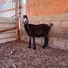 عنز عارضية الموقع الديسة