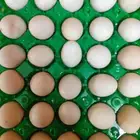 بيض بلدي للبيع